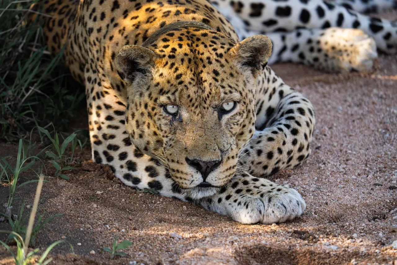 leopard