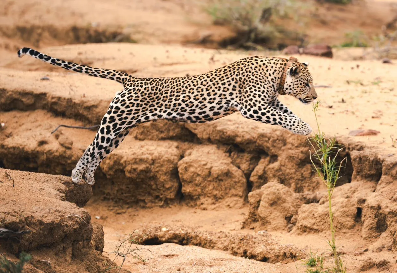 cheetah